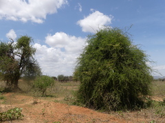 Balanites aegyptiaca
