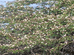 Vachellia kirkii