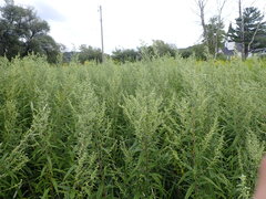 Artemisia serrata