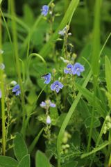 Veronica chamaedrys