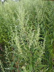 Artemisia serrata