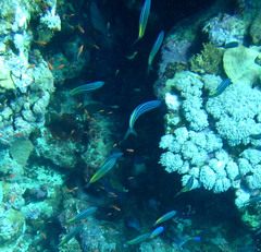 Caesio striata