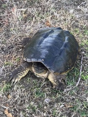 Chelydra serpentina