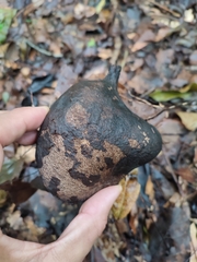 Pterygota brasiliensis