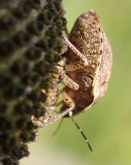 Homaemus aeneifrons