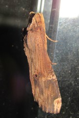 Nystalea ebalea