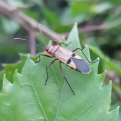 Dysdercus