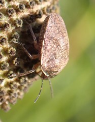 Homaemus aeneifrons