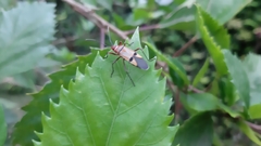 Dysdercus