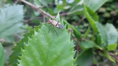 Dysdercus