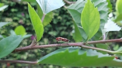 Dysdercus