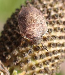 Homaemus aeneifrons