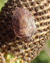 Homaemus aeneifrons