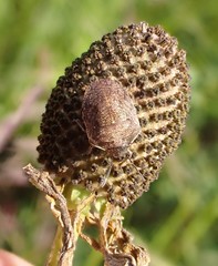 Homaemus aeneifrons