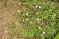 Stellaria graminea