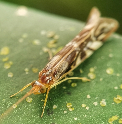 Macrostemum indistinctum