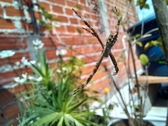 Argiope argentata