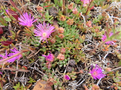 Lampranthus debilis