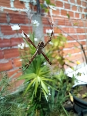 Argiope argentata
