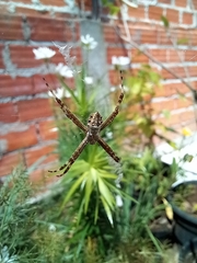 Argiope argentata