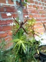 Argiope argentata