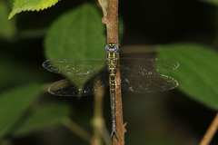 Rhionaeschna planaltica