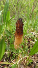 Morchella semilibera