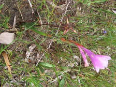 Watsonia coccinea