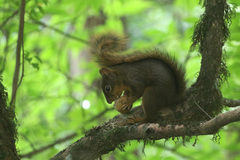 Sciurus ignitus