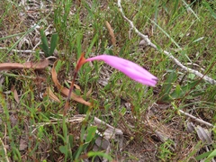 Watsonia coccinea