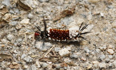 Mazaeras