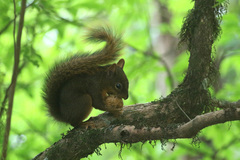 Sciurus ignitus