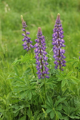 Lupinus polyphyllus