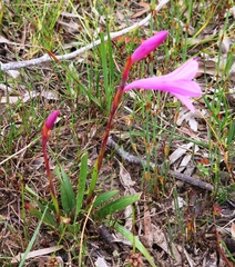 Watsonia coccinea