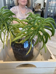 Peperomia ferreyrae
