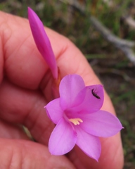 Watsonia coccinea