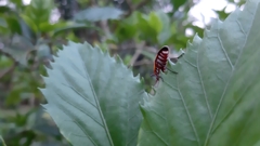 Dysdercus