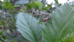 Dysdercus