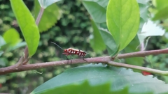 Dysdercus