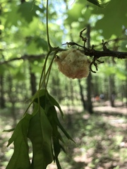 Callirhytis quercusoperator