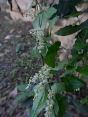 Dioscorea orientalis