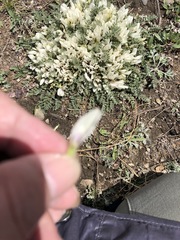 Astragalus scaberrimus