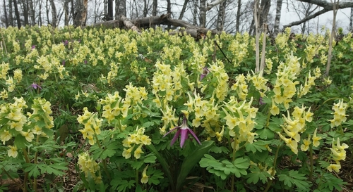 Large-bracted corydalis