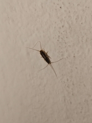 Ctenolepisma longicaudatum