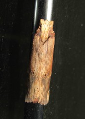 Nystalea ebalea