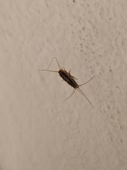 Ctenolepisma longicaudatum