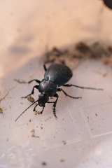 Carabus convexus