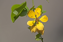 Senna bacillaris