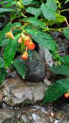 Begonia longirostris