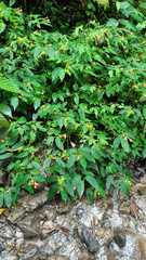 Begonia longirostris